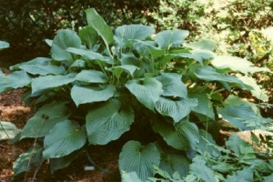 Green Acres, Hosta